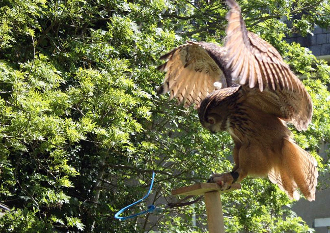 Fray Falconry - Chiseldon Swindon